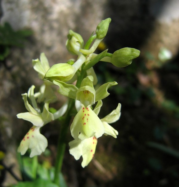 Orchis provincialis
